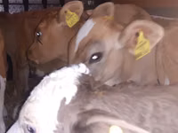 گاو نر, Simmental cattle — عکس 2