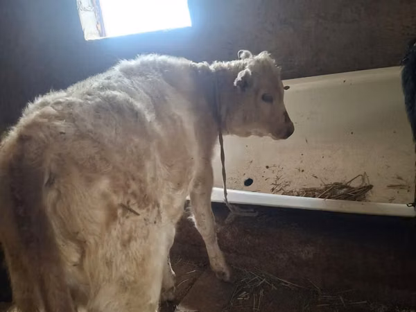 Bull, Auliekol breed