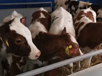 公牛, Simmental cattle — 照片 6
