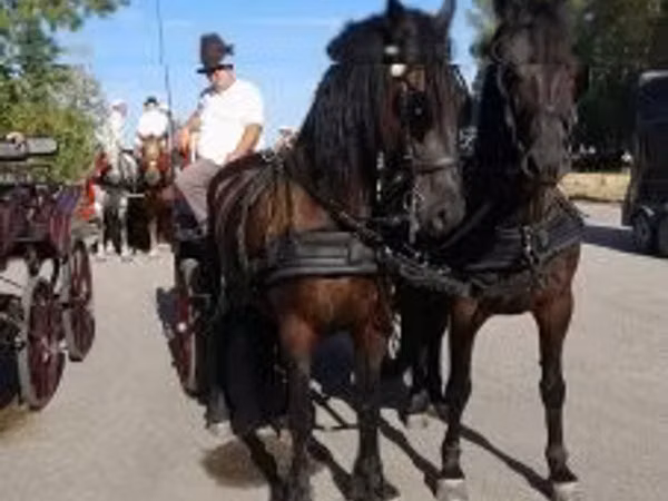 Horse (M), Friesian