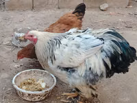 Brahma — foto 1