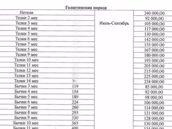 Cow, Holstein breed — Russia