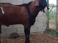 Kambing jantan, Nubian Goat — foto 1