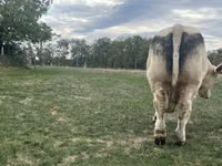 Tyre, Charolais cattle — foto 3