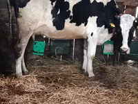 Cow, Russian Black pied cattle — photo 1