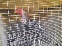 Chickens — photo 1