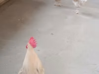Chickens — photo 8