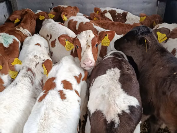 Cattle (batch, sex not specified), Simmental cattle