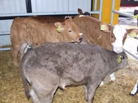 Banteng, Cattle — foto 4