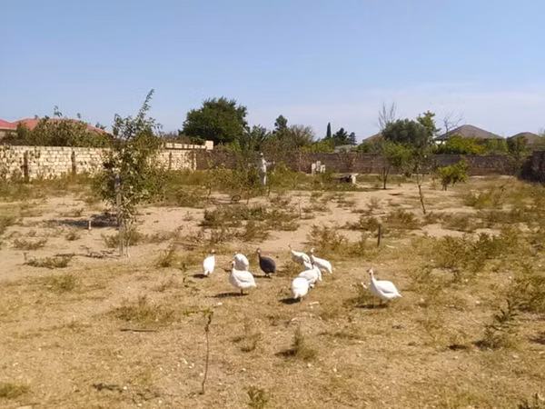 Geese — อาเซอร์ไบจาน