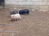 Goat, Nubian Goat — photo 5