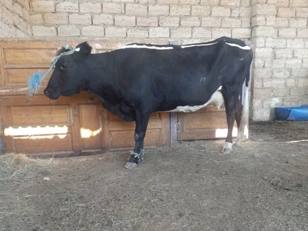 Vache, Latvian Blue cattle — Kazakhstan