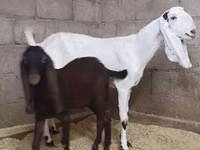 თხა, Kamori goats — ფოტო 2