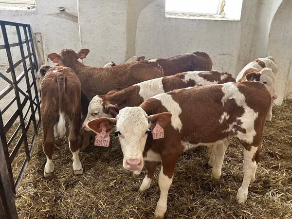सांड, Simmental cattle — पोलैंड