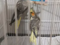 Nymph (kakadul, cockatiel) cütü və qəfəs dəsti - Növ: Nymph — foto 3