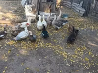 Ducks — عکس 2