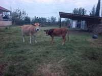 Cow, Cattle — photo 3