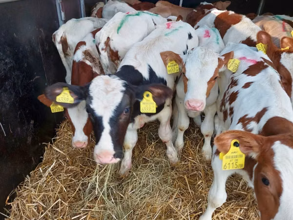 सांड, Simmental cattle — पोलैंड