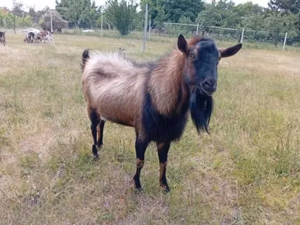Billy Goat, Alpine goat