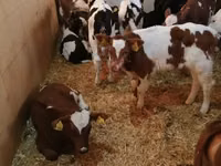 گاو و گوساله (گروه، جنسیت مشخص نشده), Simmental cattle — عکس 1