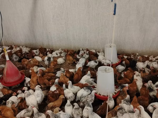 Chickens — آذربائیجان