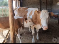 Vacă, Simmental cattle — foto 1
