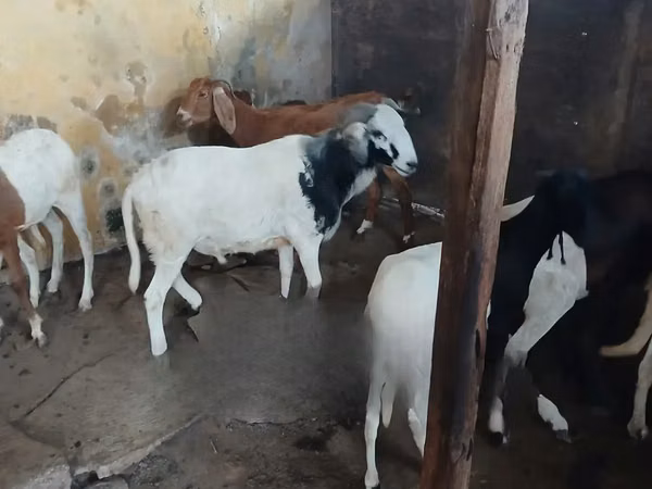 Widder, South meat sheep