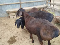 Ram, Sheep — photo 2