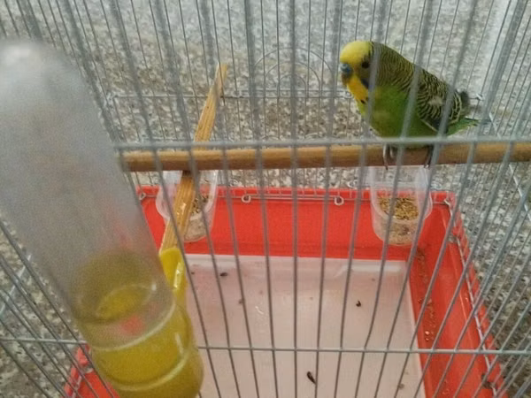 Dalğalı papağan və qəfəs dəsti - Növlə: Dalğalı papağan (budgerigar)