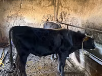 Bull, Swiss cattle — photo 3