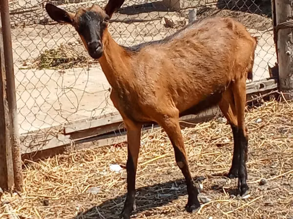 Kambing betina, Alpine goat — Azerbaijan