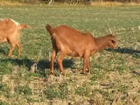 Goat, Alpine goat — photo 5