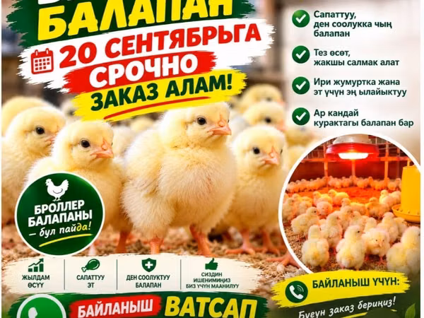 Chickens — Kyrgyzstan
