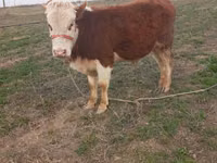 Bull, Cattle — photo 2