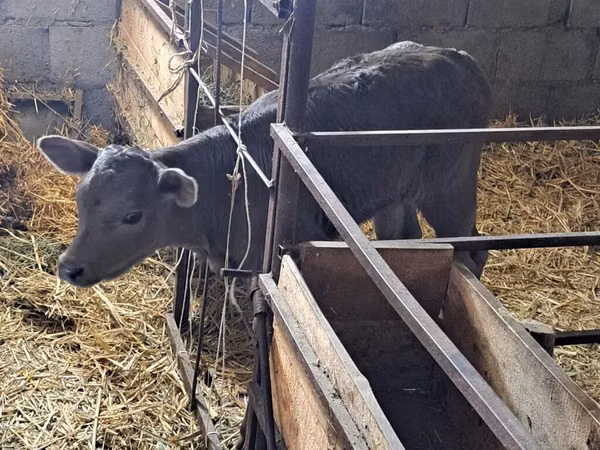 گاو ماده, Swiss cattle