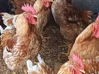 Chickens — عکس 3