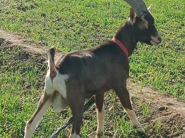 Goat, Toggenburg goat — Uzbekistan