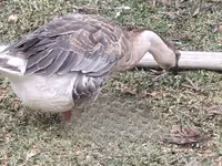 አፍሪካን — ፎቶ 4