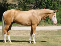 Айғыр, Palomino — 2-сурет