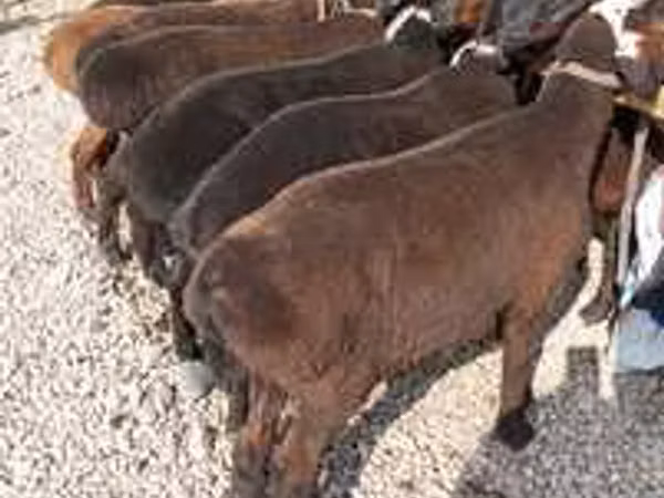 ஆண் ஆடு, Hissar sheep