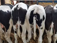 Lembu jantan, Russian Black pied cattle — foto 2