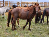 Horse (M), Horses — photo 8