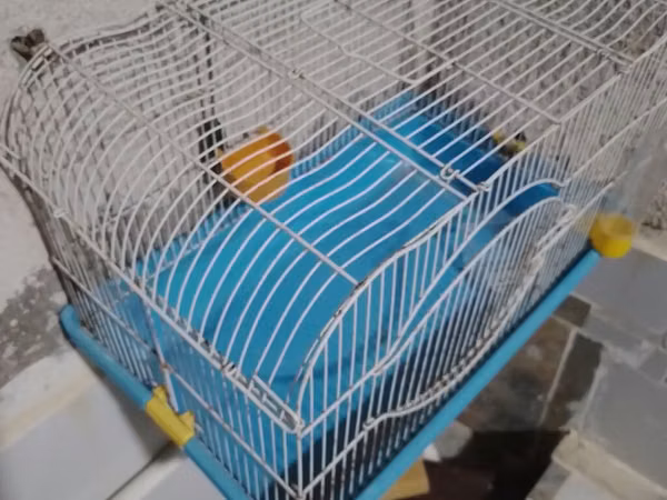 Quş qəfəsi – orta ölçülü, metal barmaqlıqlı və mavi plastik altlıqla