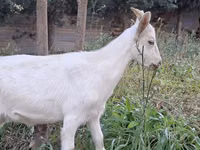 Goats (batch, sex not specified), Saanen goat — photo 8