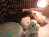 Turkeys — 2. fotó