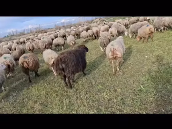 Biri-biri (lot, jantina tidak dinyatakan), Sheep — Azerbaijan