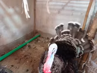 Turkeys — 1. fotó