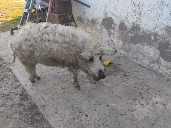 Boar,  — Moldova