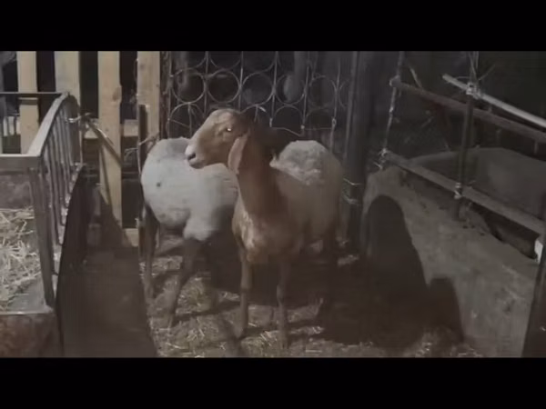 Sheep, Sheep — Kyrgyzstan