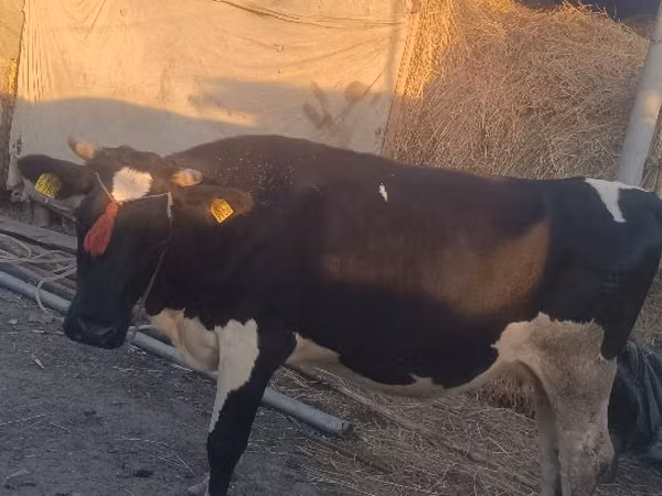 Cow, Wild yak — Moldova